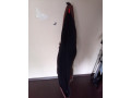 cexol-dlia-ruzia-benelli-small-2