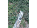 benelli-m2-camo-max5-12-kalibr-710-stvol-small-6