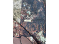 snariazenie-dlia-daivinga-i-podvodnoi-oxoty-small-1